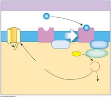 Indirect effects via G proteins