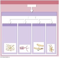 Types of neuroglia in the CNS
