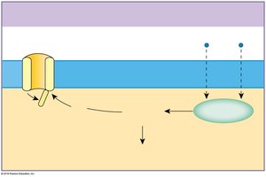 Indirect effects via intracellular enzymes