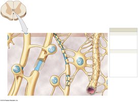 Oligodendrocytes and astrocytes in CNS tissue