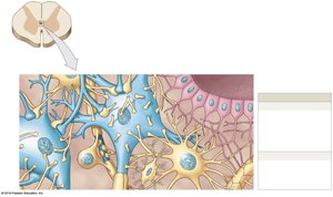 Ependymal cells and microglia in CNS tissue