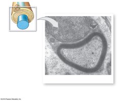 Myelinated axon with Schwann cell