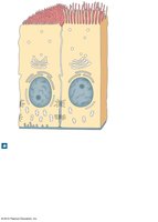 Diagram showing microvilli and cilia on epithelial cells