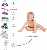Hierarchy of structural organization from atom to whole organism