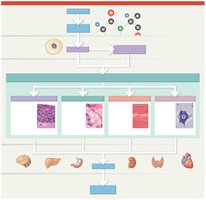 Diagram showing the four basic tissue types and their relationships to organs