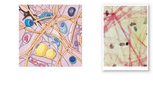 Diagram and micrograph of areolar connective tissue