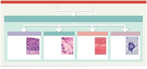 Diagram showing the four basic tissue types