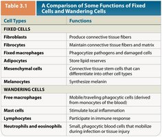 Table comparing functions of fixed and wandering cells in connective tissue