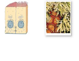 Diagram and micrograph showing polarity and surface specializations of epithelial cells