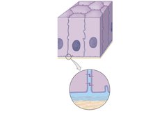 Diagram showing intercellular connections in epithelial tissue