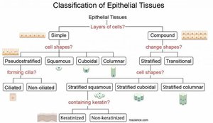 Classification of Epithelial Tissues flowchart