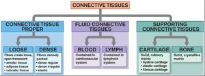 Classification of connective tissues