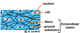 Diagram of connective tissue showing ECM and fibers