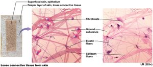 Loose connective tissue from skin