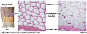 Adipose tissue from hypodermis