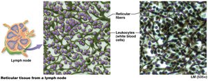 Reticular tissue from lymph node