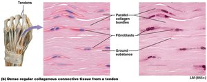 Dense regular connective tissue from tendon