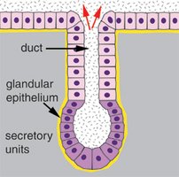 Diagram of glandular epithelium with duct and secretory units