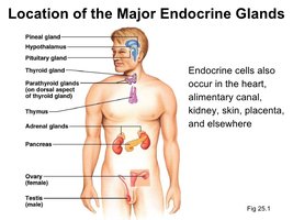 Location of major endocrine glands in the human body