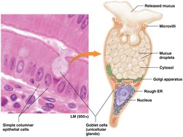 Structure and function of goblet cells