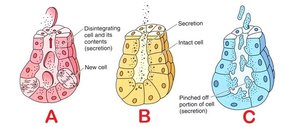 Merocrine, holocrine, and apocrine secretion mechanisms