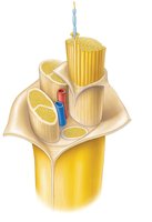 Structure of a nerve showing connective tissue layers
