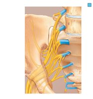 Major nerves of the sacral plexus