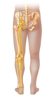 Distribution of the major nerves from the sacral plexus to the lower limb