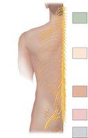 Spinal nerves and plexuses along the vertebral column