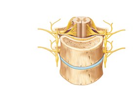 Spinal nerve roots and branches at the vertebral column