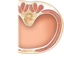 Cross section of thorax showing main roots and branches of a spinal nerve