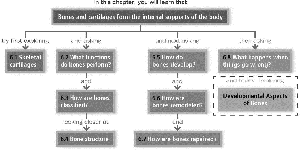 Chapter 6 flow chart: Bones and Skeletal Tissues