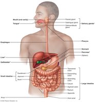 Labeled diagram of the digestive system showing major organs