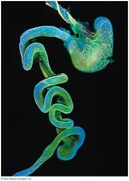 Diagram of enteric nervous system in the gut wall
