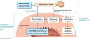 Diagram of neural and hormonal regulation of digestive activity