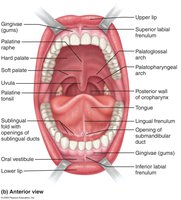 Anterior view of the mouth showing teeth, palate, and tongue