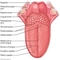 Diagram of the tongue showing papillae and anatomical features