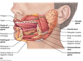Diagram of salivary glands and ducts