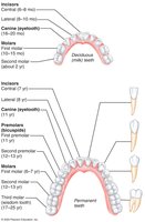 Diagram of deciduous and permanent teeth
