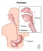 Diagram of the esophagus and its relation to the pharynx and stomach