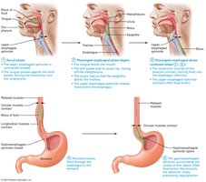 Detailed diagram of swallowing process