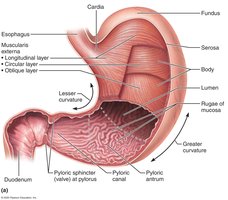 Anatomy of the stomach showing curvatures and omenta