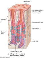 Gastric pits and glands in the stomach mucosa