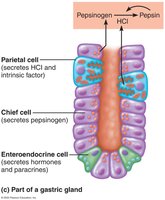 Diagram of gastric gland cells and their secretions