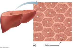 Liver lobule structure