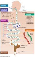Overview of digestive processes from ingestion to defecation