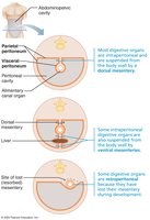 Diagram showing peritoneum, mesentery, and organ relationships