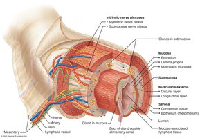 Cross-section of alimentary canal showing four layers