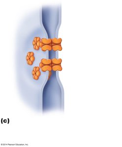 Gap junctions between epithelial cells