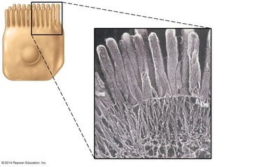 Microvilli on epithelial cells